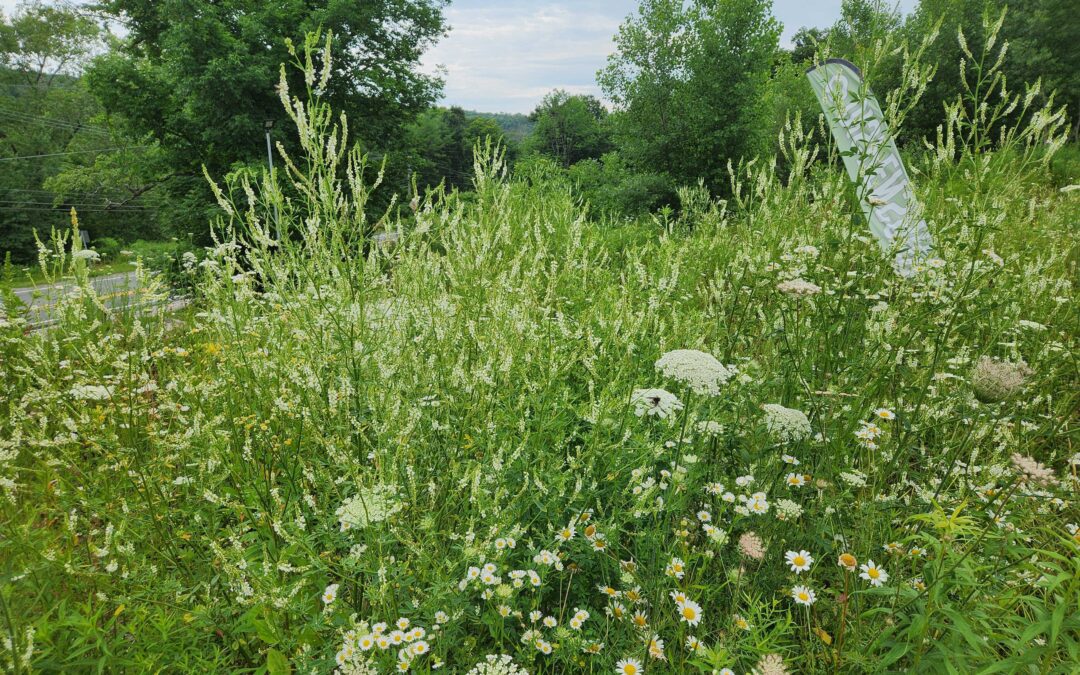 Let Wildflowers Grow: Nourishing Nature’s Pollinators at Himalayan High